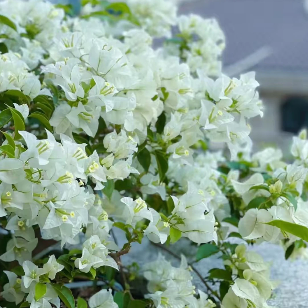 《白雪公主》三角梅花卉勤花品种四季开花易活（落花落叶不予售后）