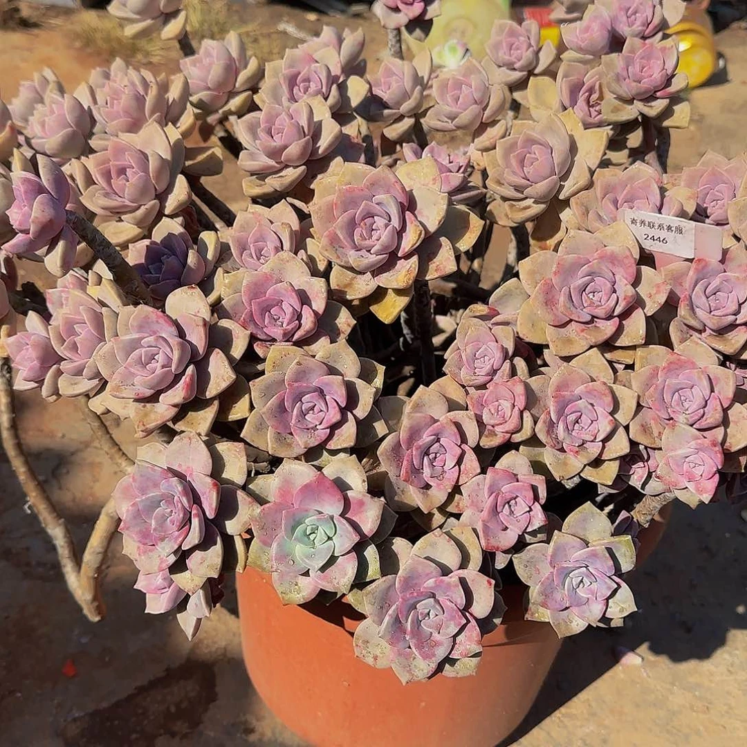 善*他哈怕他他爸爸