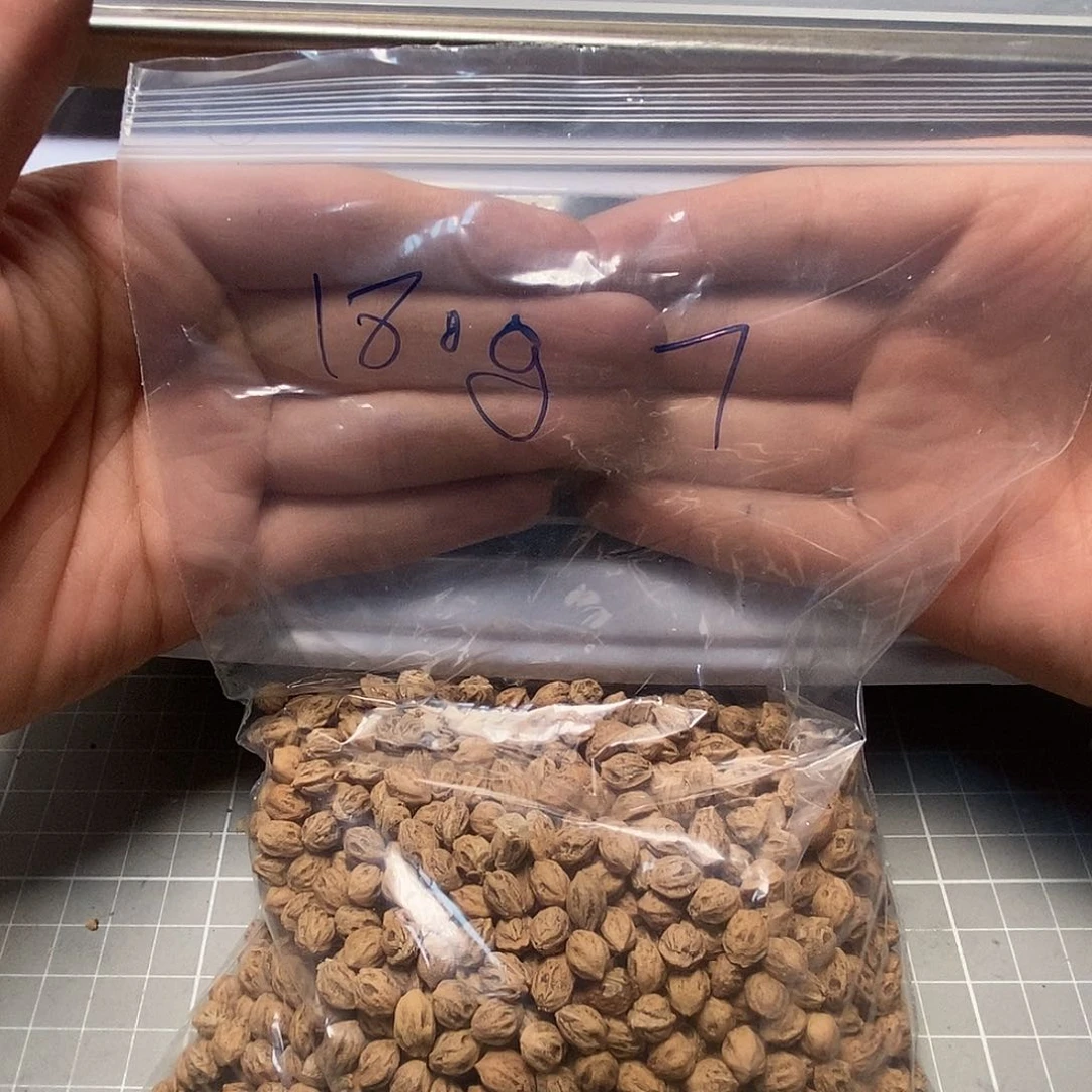 柏香籽/百香籽吊坠