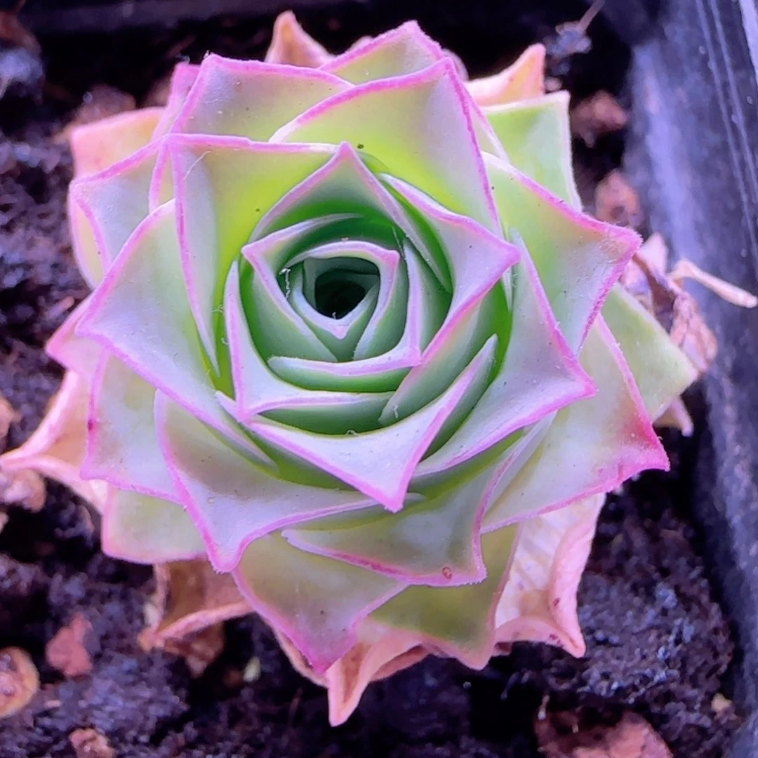 半城玫瑰开播福利新品35