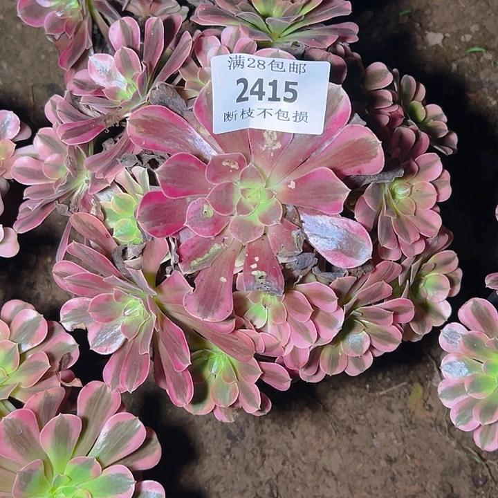大***包2415美杜莎多肉植物