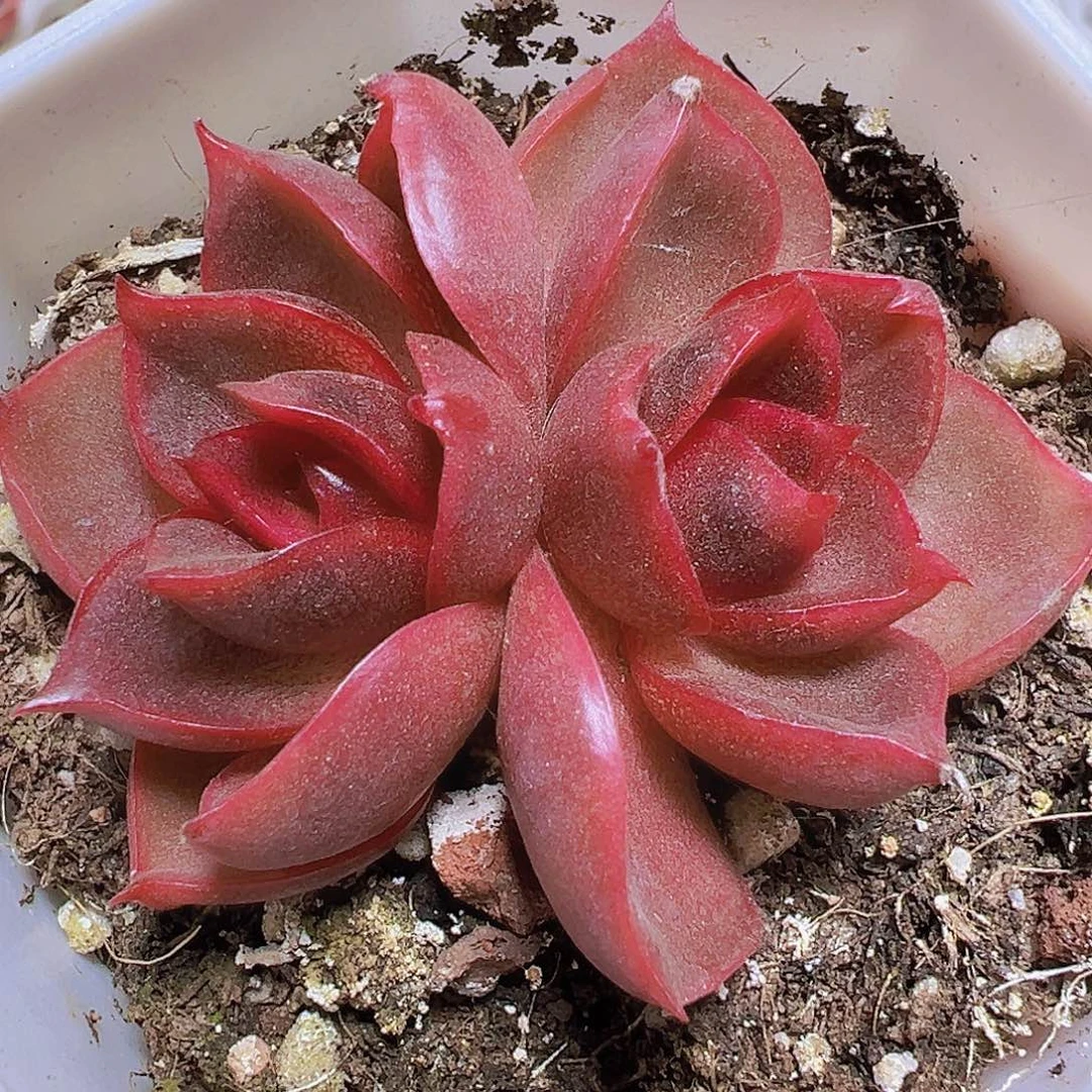 双头红灯19包邮多肉植物