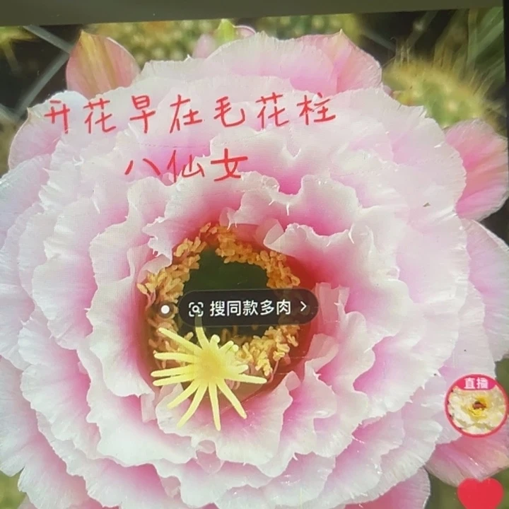 清清八仙女侧牙瑕疵黑点