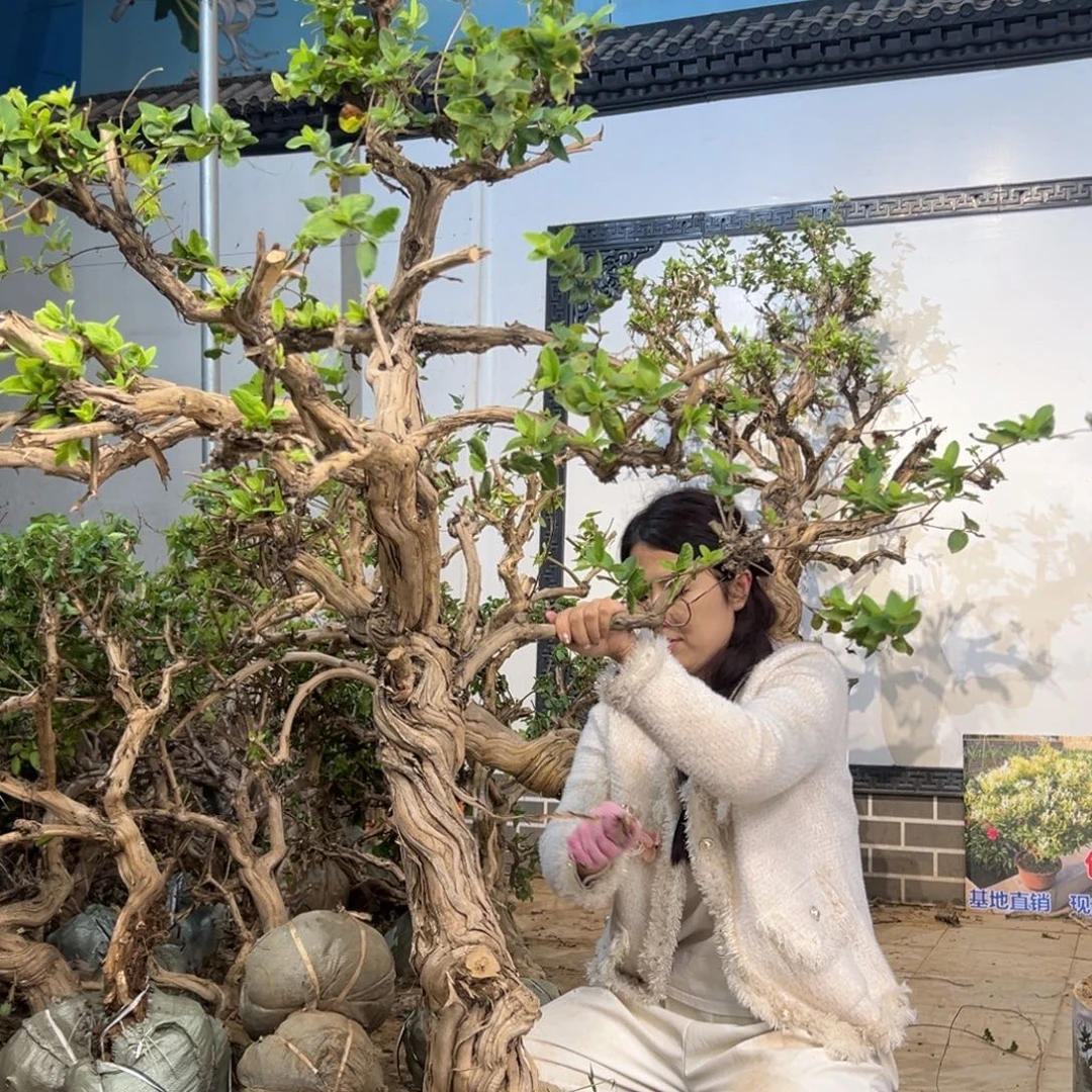 1***1无花朵金银花88888