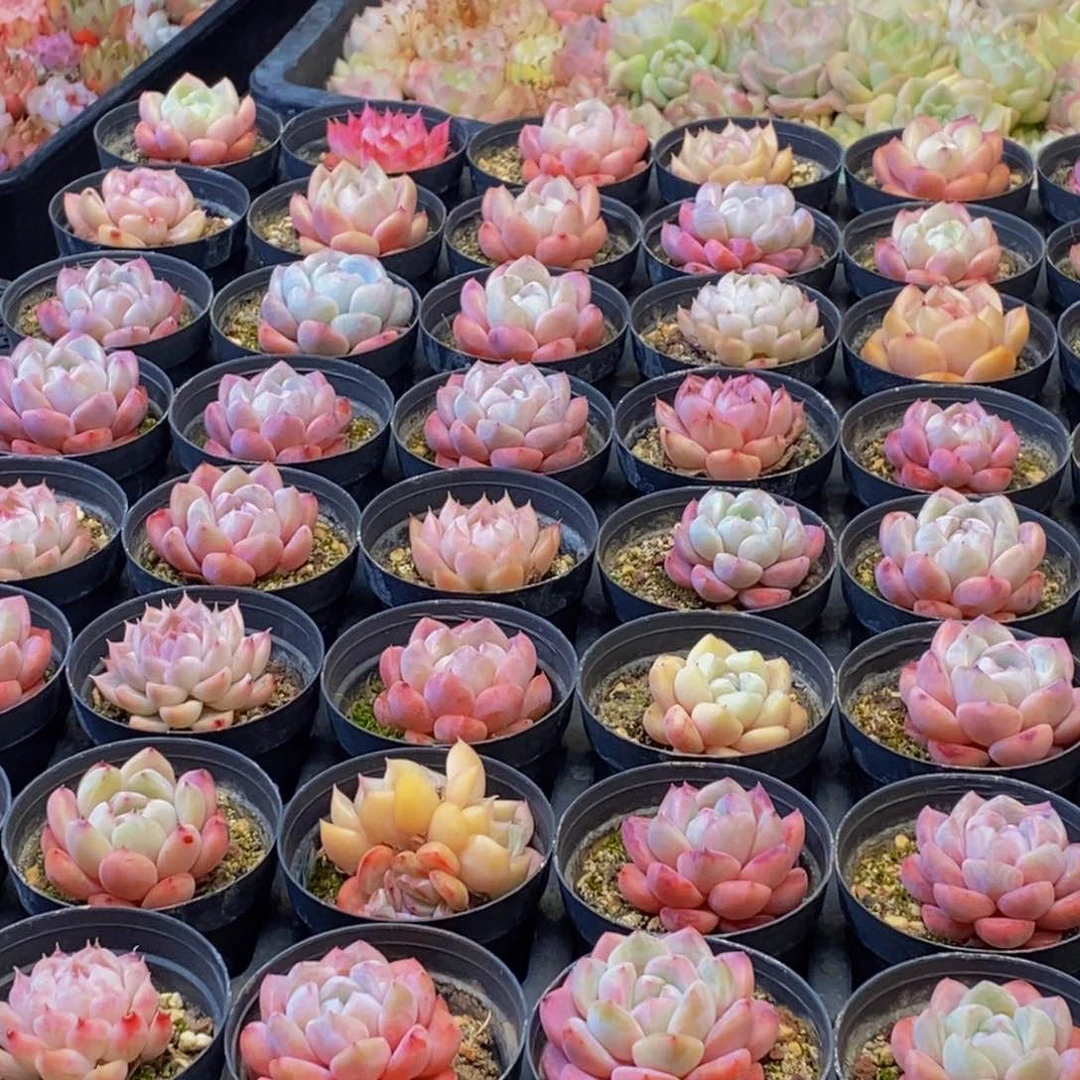 900多肉植物保护研究所所长助理研究员