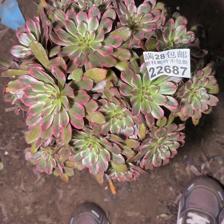 22687紫霞多肉植物