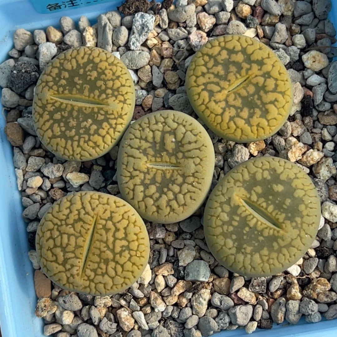 2941绿赤阳五颗。