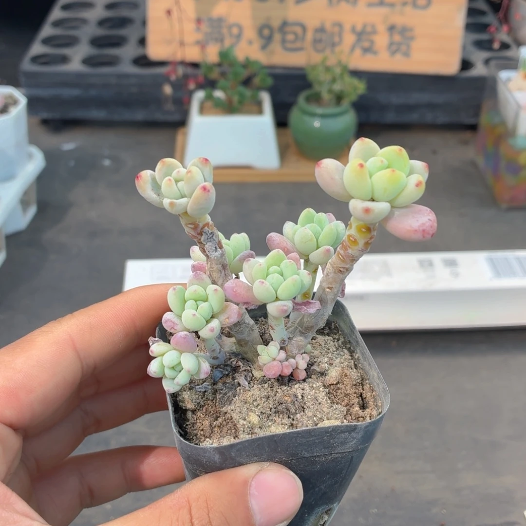 多头罗琦多肉9.9包邮发货