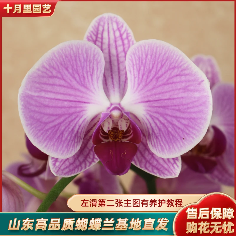 十月里蝴蝶兰【缤纷安妮 双梗发货】3.5寸杯带花带花苞发