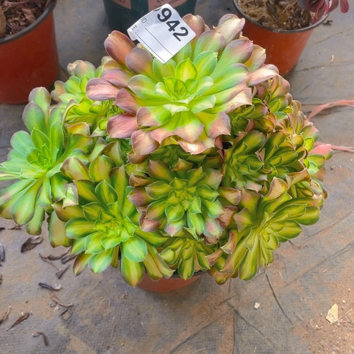 多肉韶华法师942