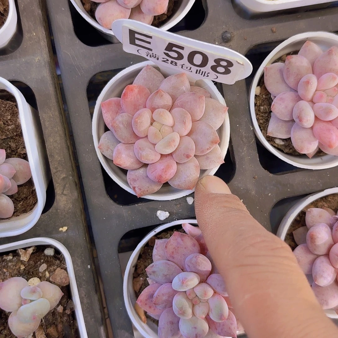 E508半夏一物一拍