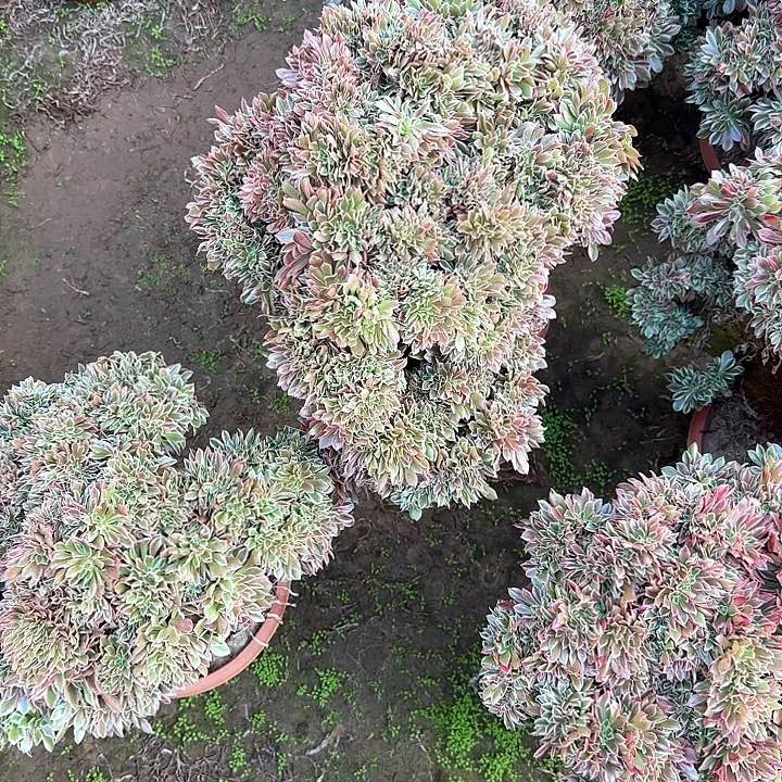 用****7缀话脱土发货缀话