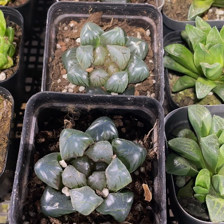 蓝镜大玉露带盆土发