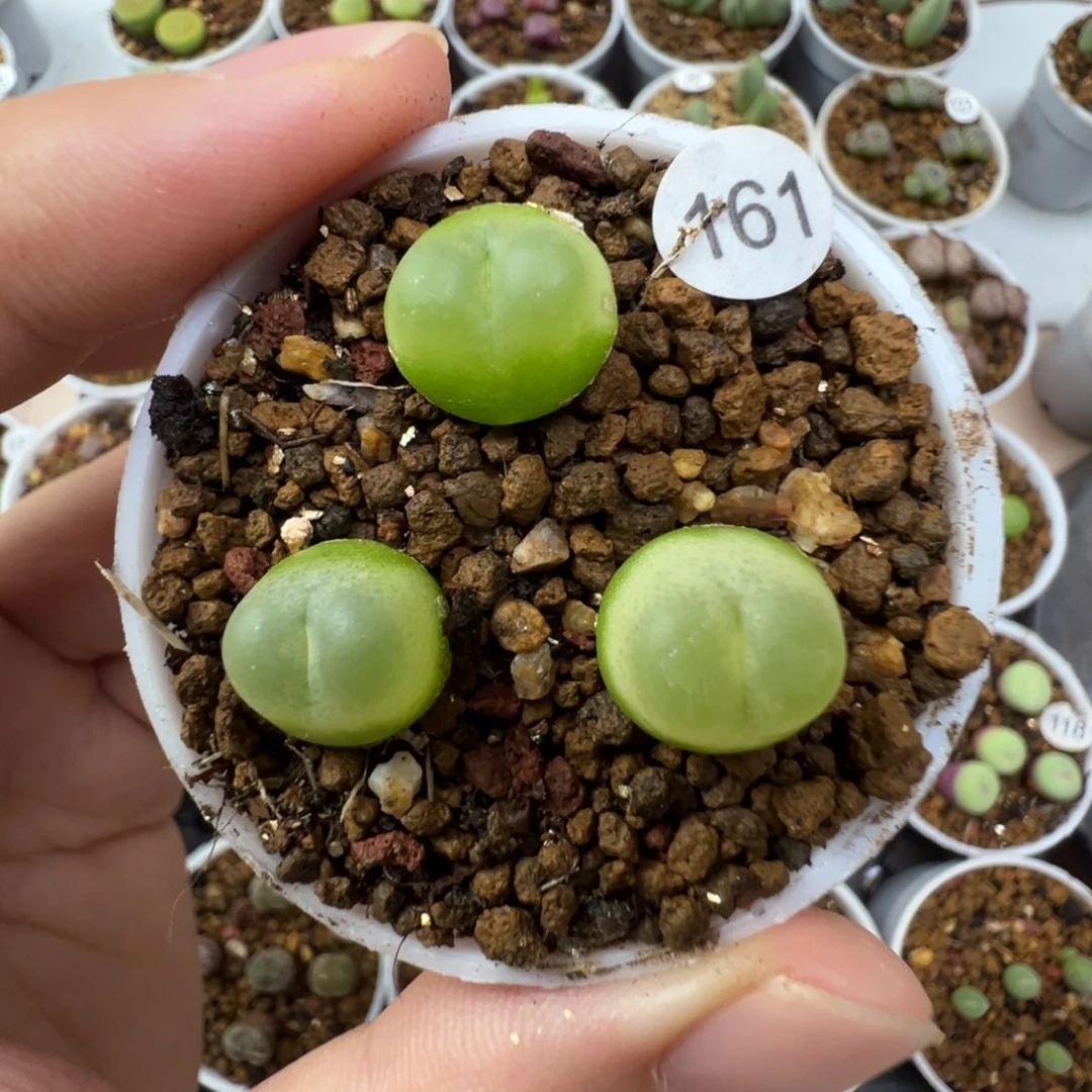 拉登一颗脱土1610000