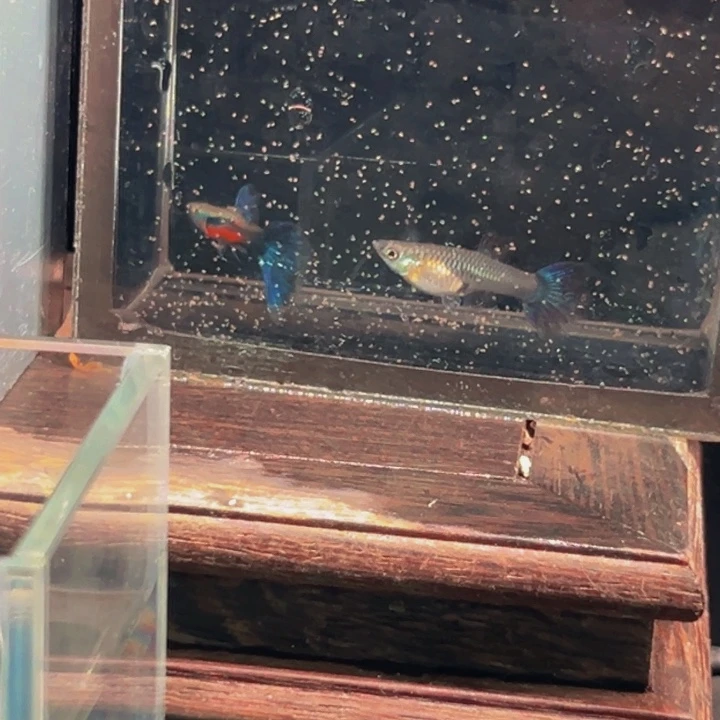 孔雀鱼霓虹蓝尾压成一对