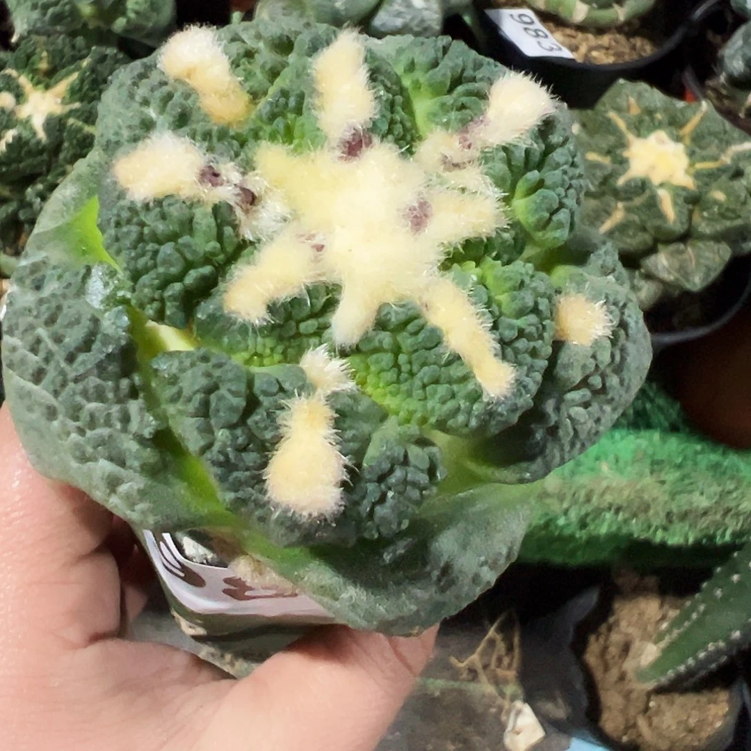 无花朵龟甲牡丹980