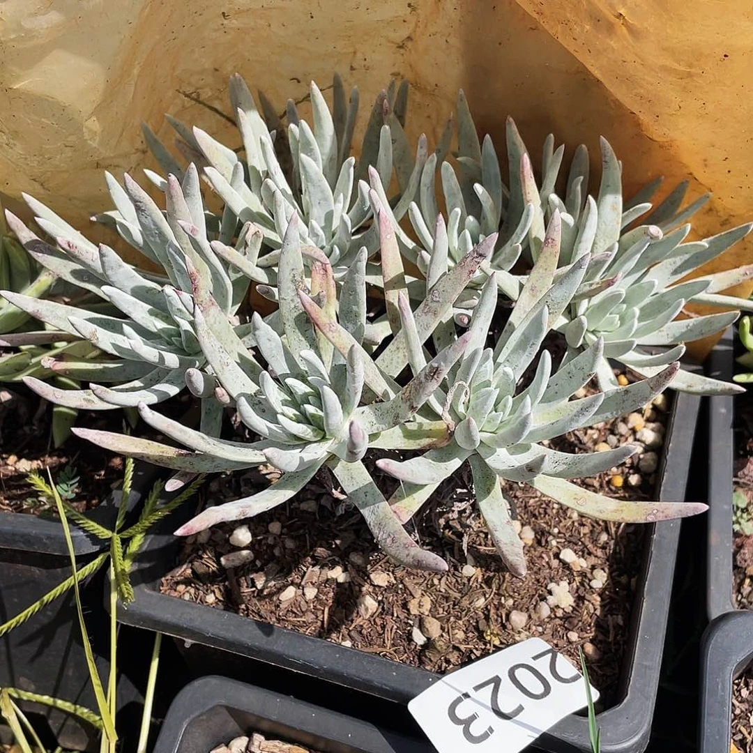 海瑟老桩多头2023