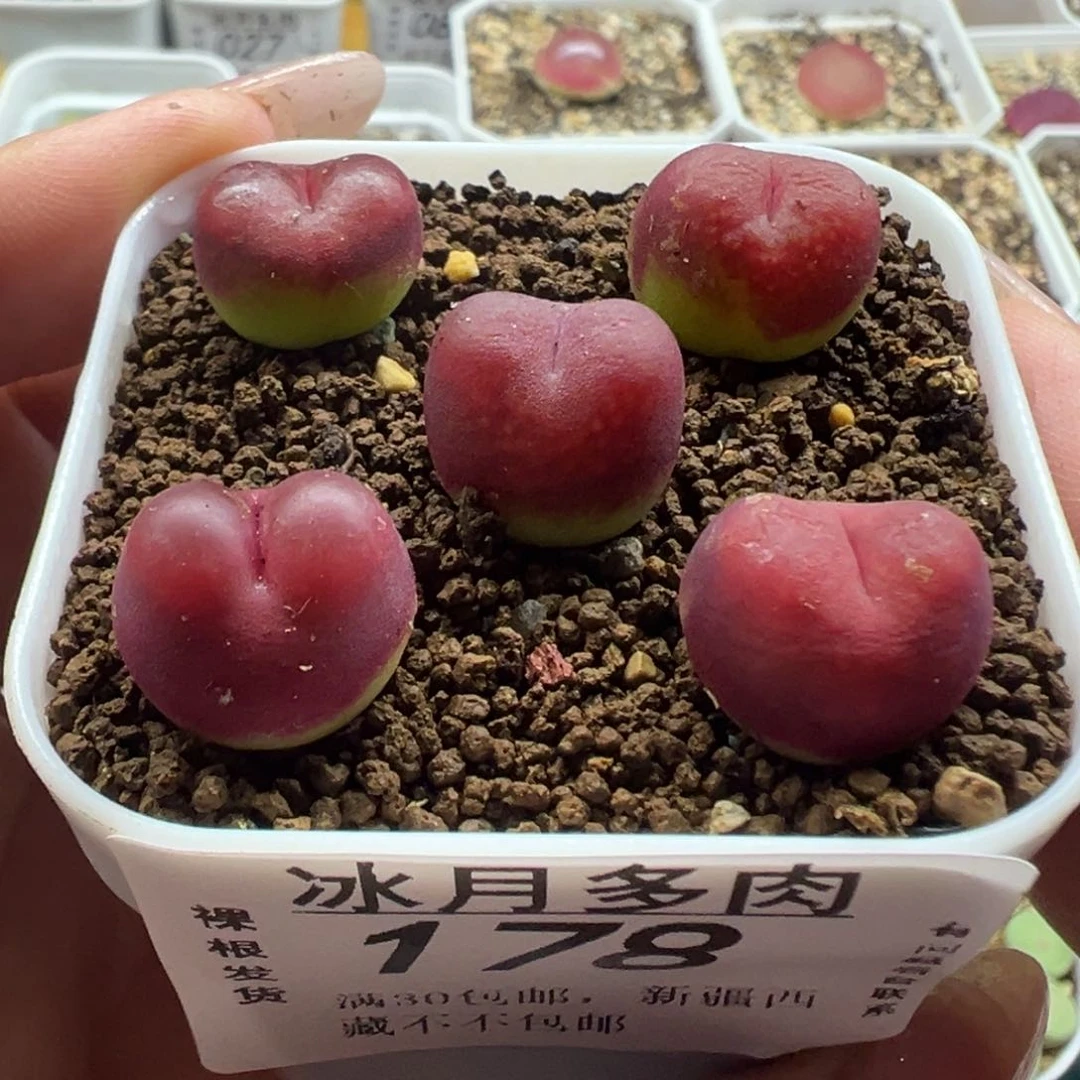 178吕红1.3厘米裸根发货