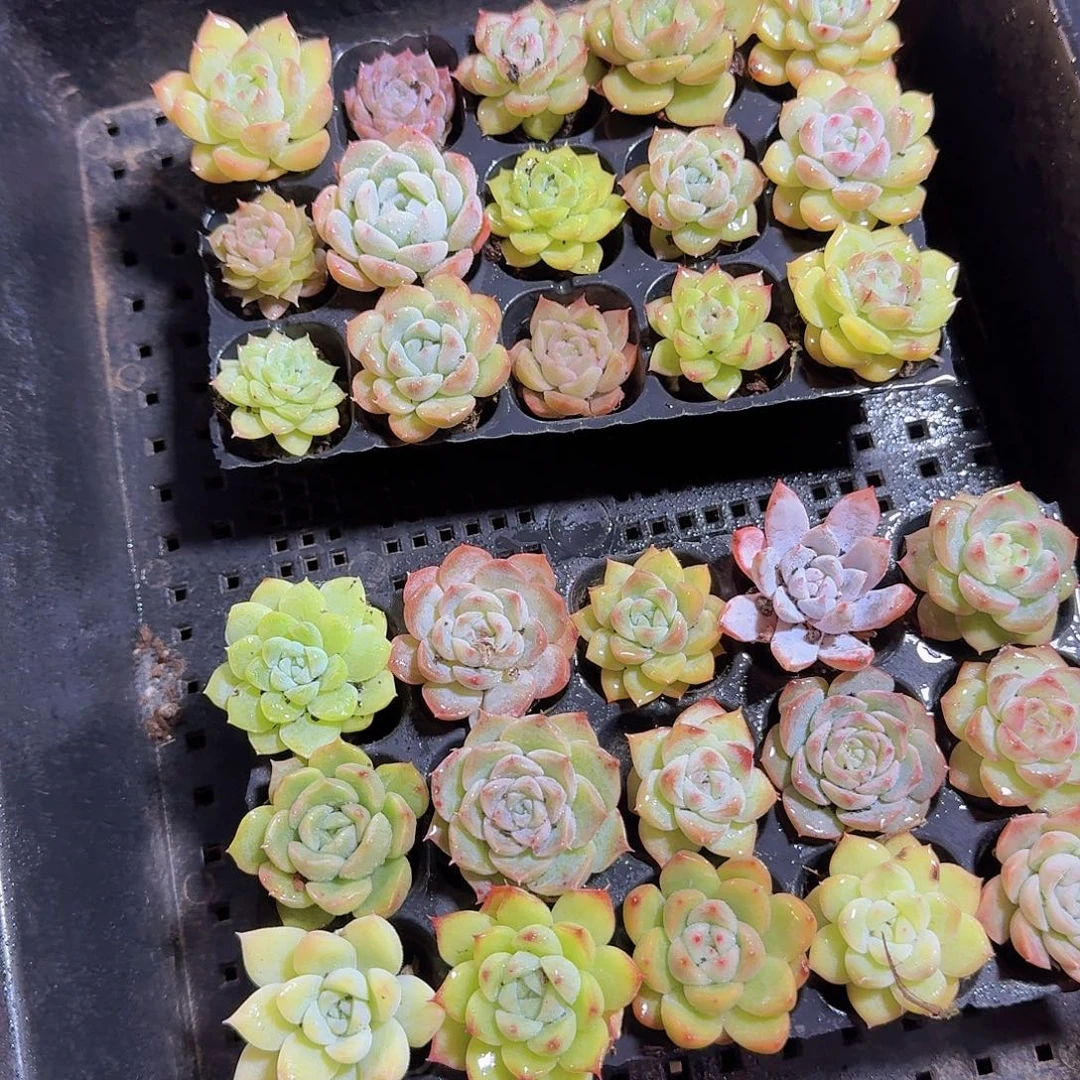 直播福利一物一拍114