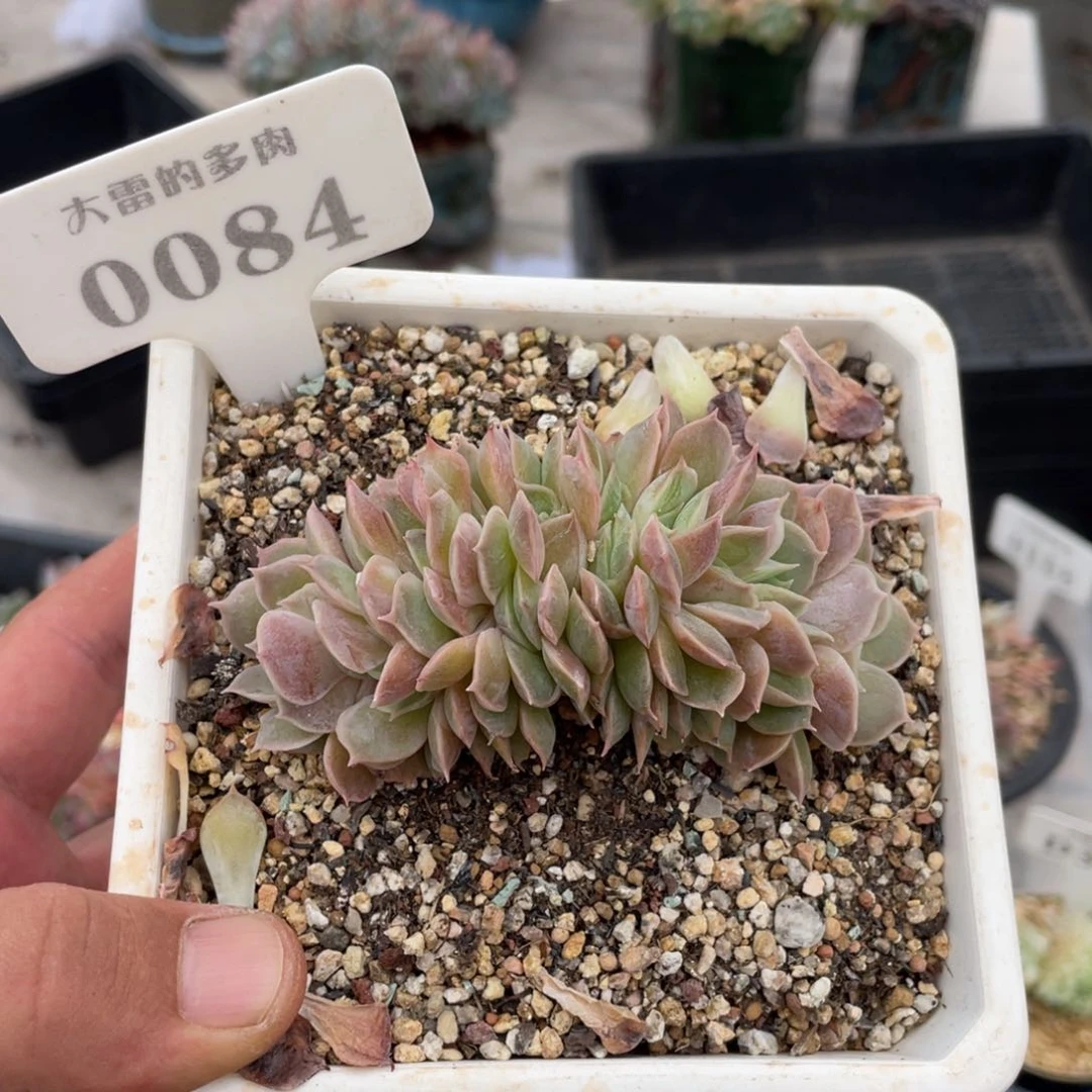 ?***块0084昂斯诺不带盆10厘米