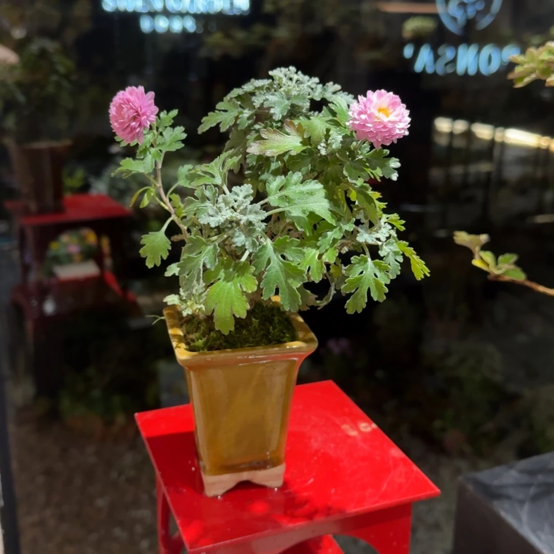 全部花朵山野草陶盆