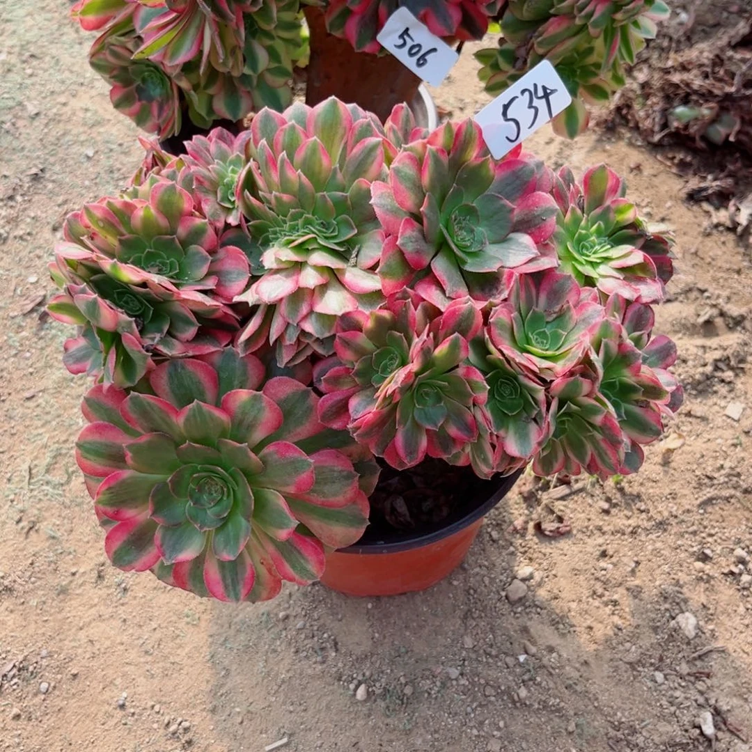 彩***红534雨荷缀化多肉植物