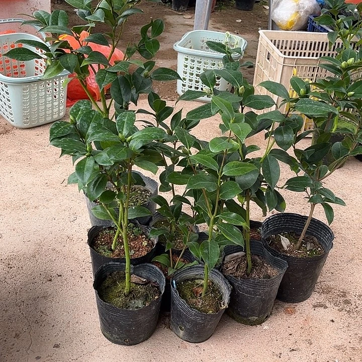 当前无花栽培后可以开花10棵