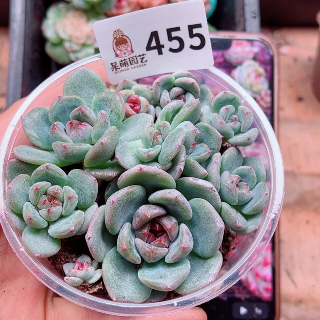 多肉植物多肉植物