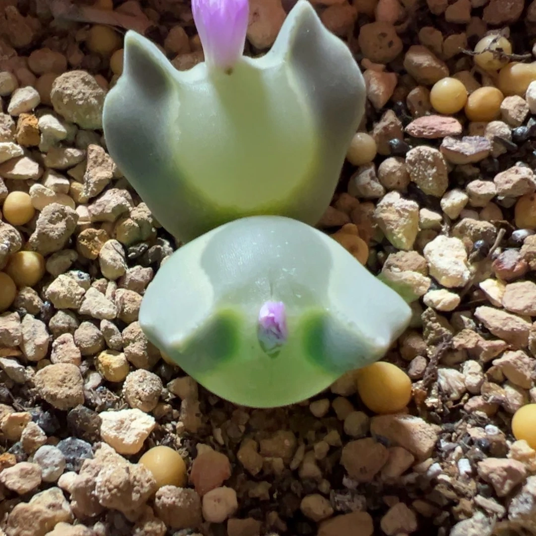 大眼睛母本，带盆土发货