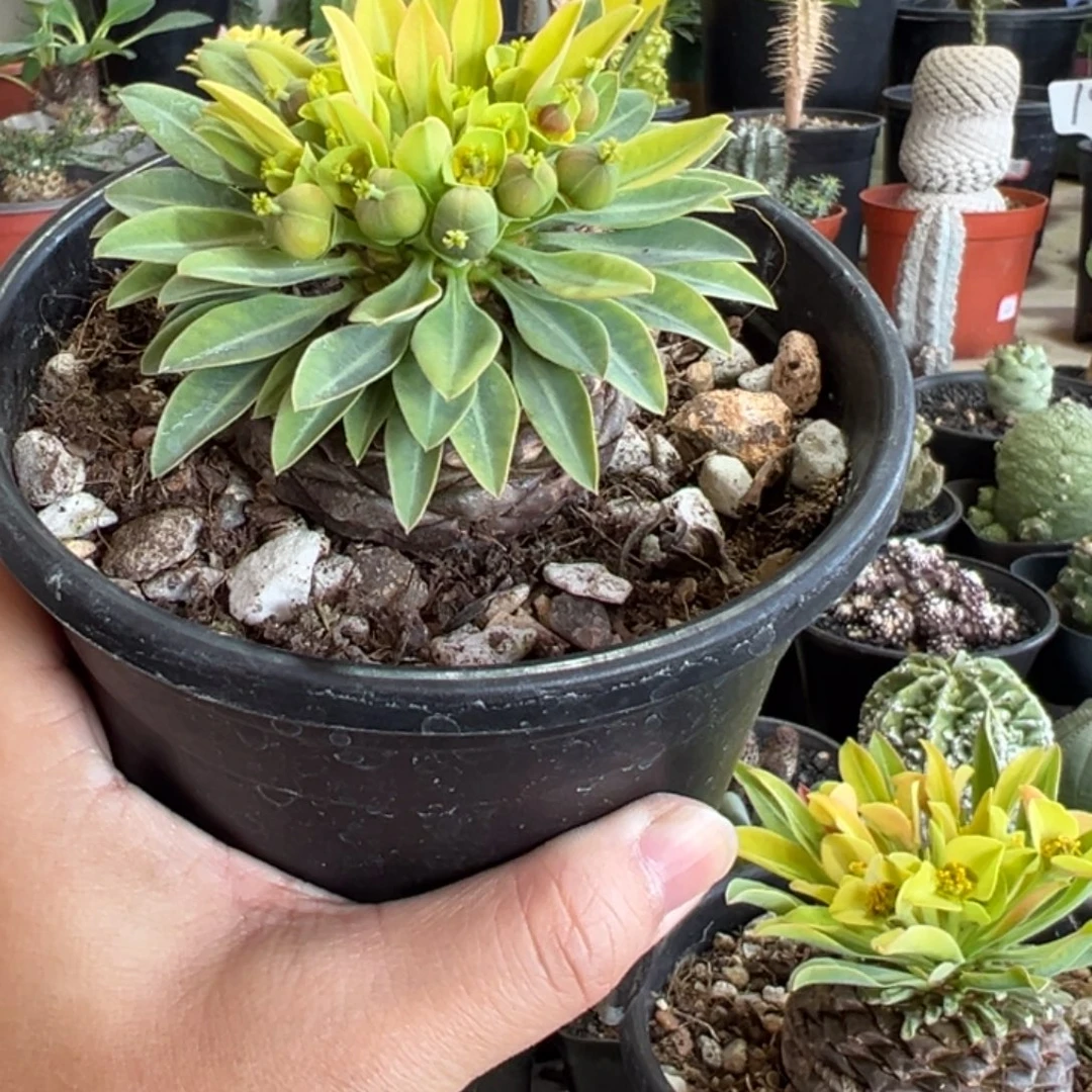 母铁甲丸带盆1111111111