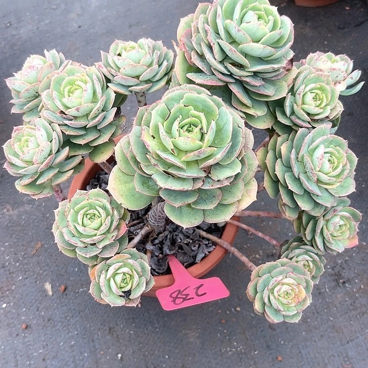 晨语多肉，一物一拍克罗地亚玫瑰238