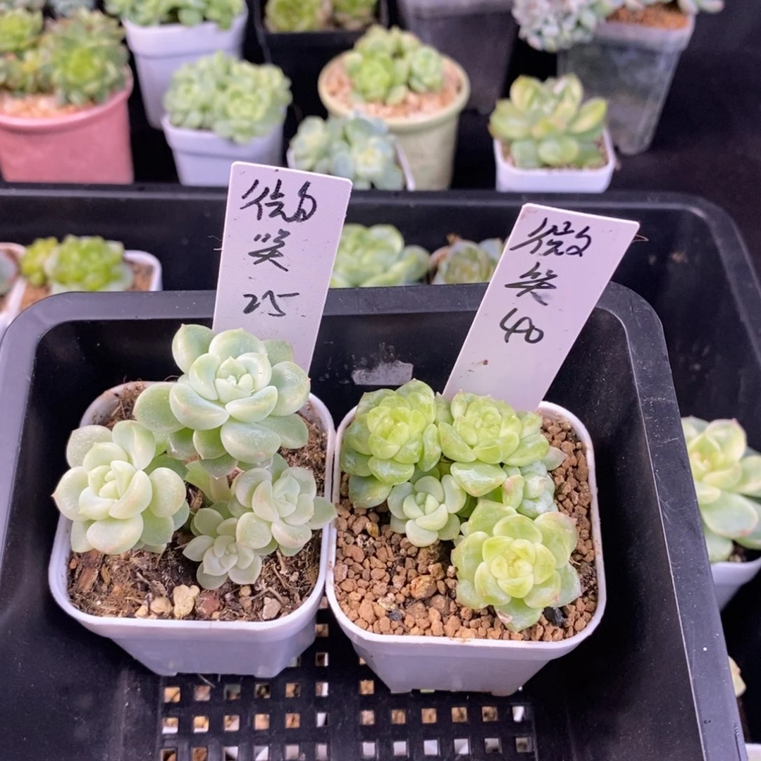 微***笑微笑两颗一组发货