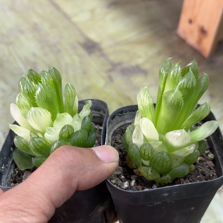 瑕疵宝莲灯两颗 带盘发货