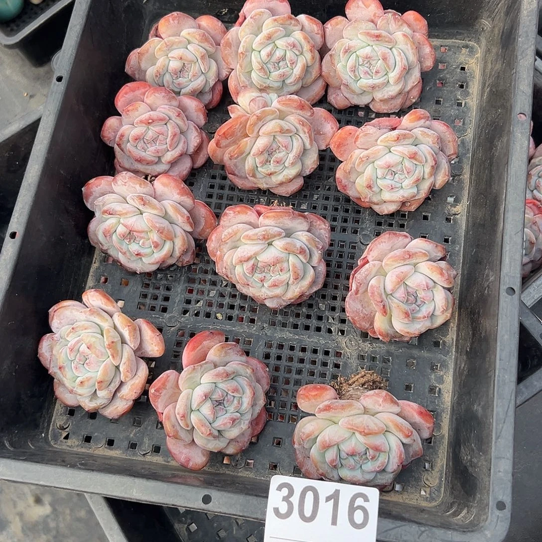 ^***琼3016，12个星影粗腿不圆