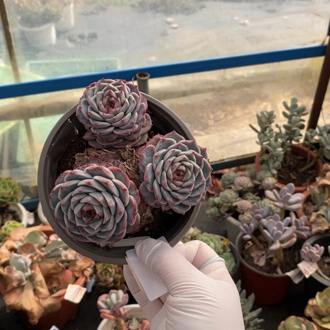 390天鹅绒一物一拍