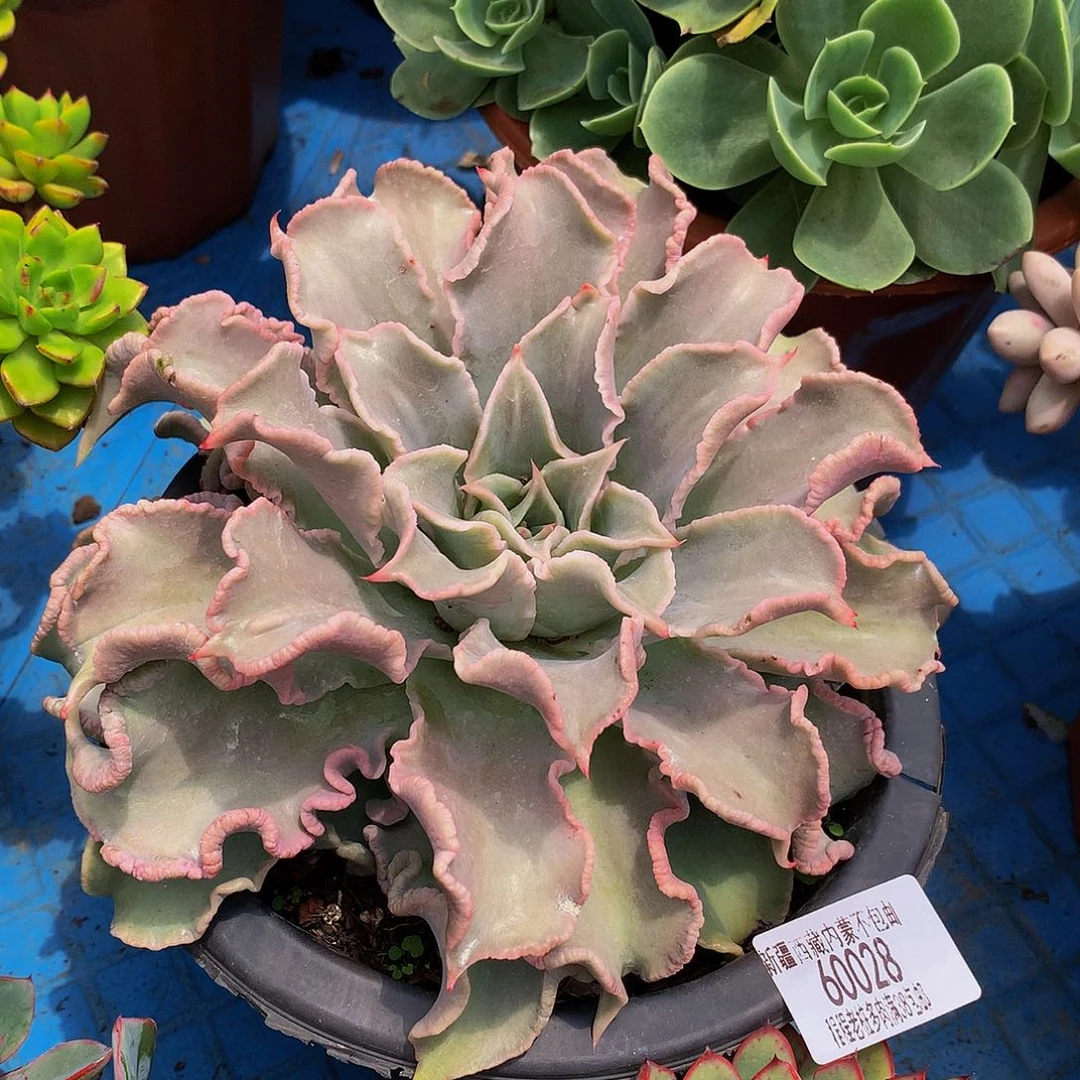 甜***甜饺子皮60028多肉多肉率