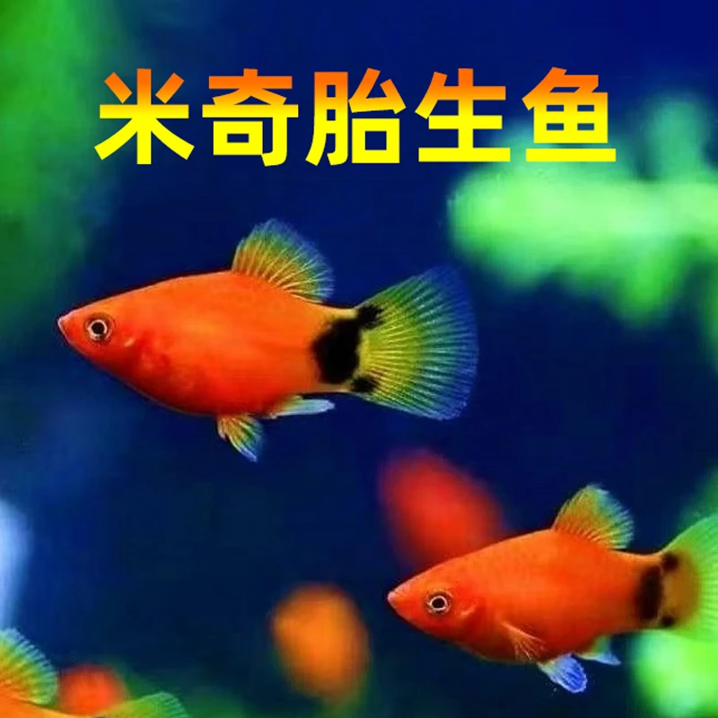 胎生米奇鱼观赏鱼红黄小型热带鱼活鱼淡水繁殖小宠物鱼苗耐活好养