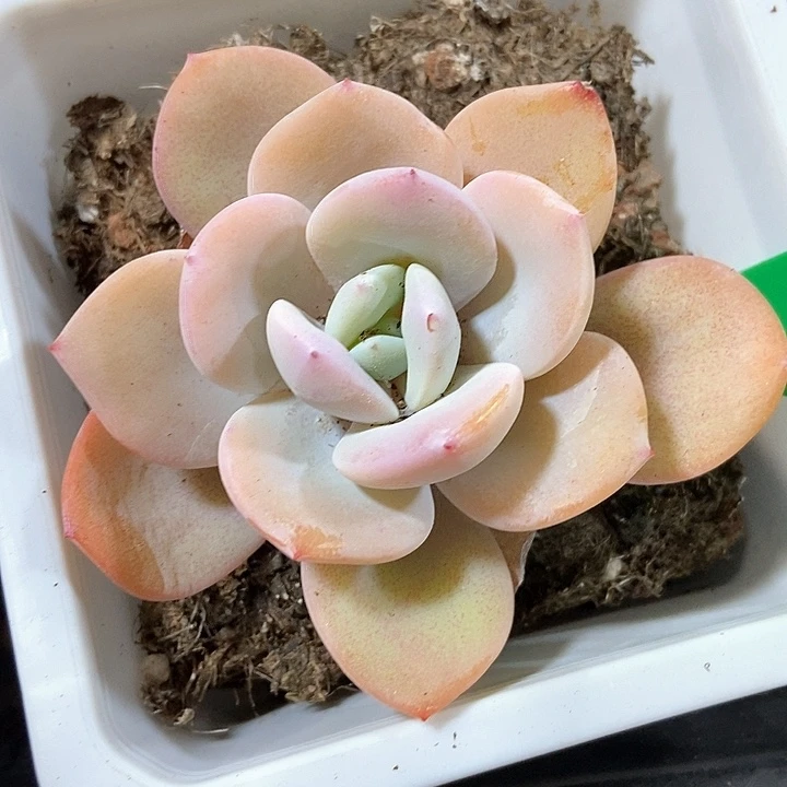 多肉植物韩版奶茶758