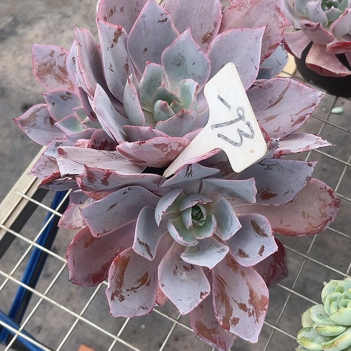 晨语多肉，一物一拍晚霞93