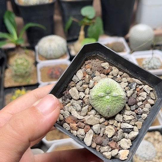无花朵四角凝蹄玉实生2.6cm
