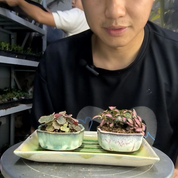 口*吕中青园艺一物一拍191