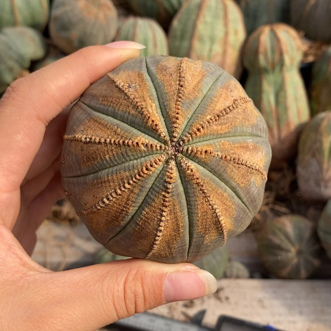 32欧系实生布纹球一物一拍