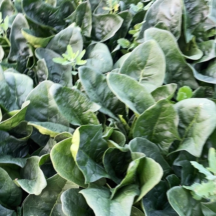 白菜中国大陆有机菠菜