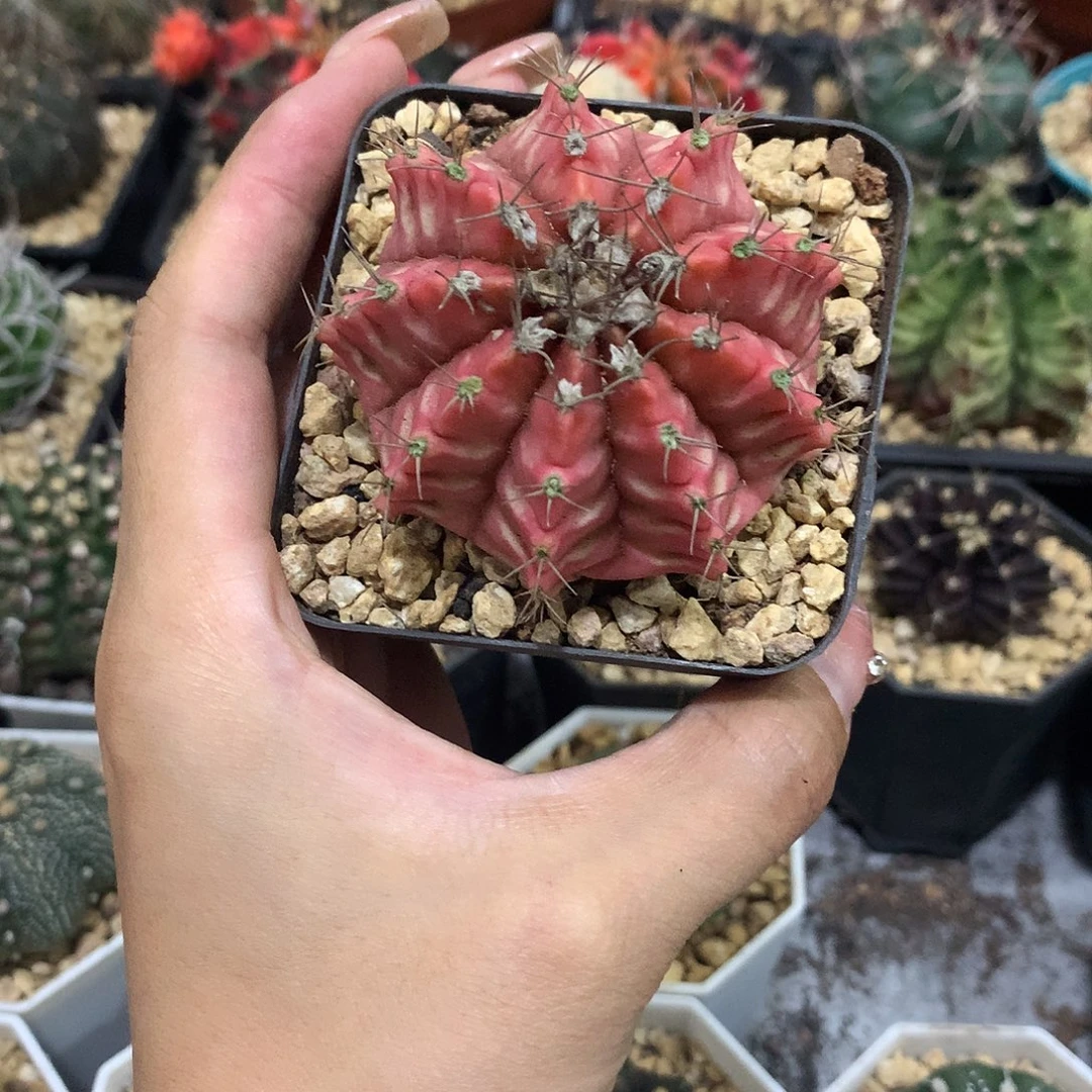 当前无花栽培后可以开花实生根粉牡丹