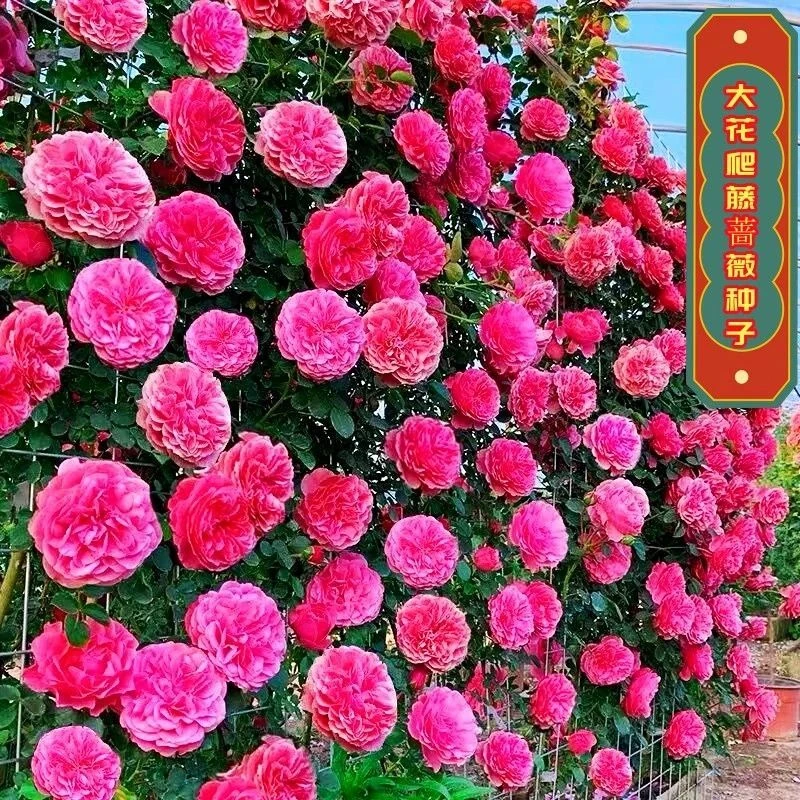 爬藤蔷薇花种子四季开花重瓣庭院阳台盆栽爬藤耐热玫瑰花卉种子