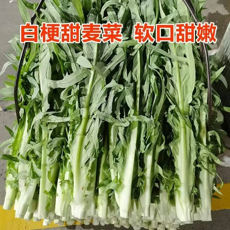 广西博白甜麦菜软脆爽口，不苦不涩当季蔬菜