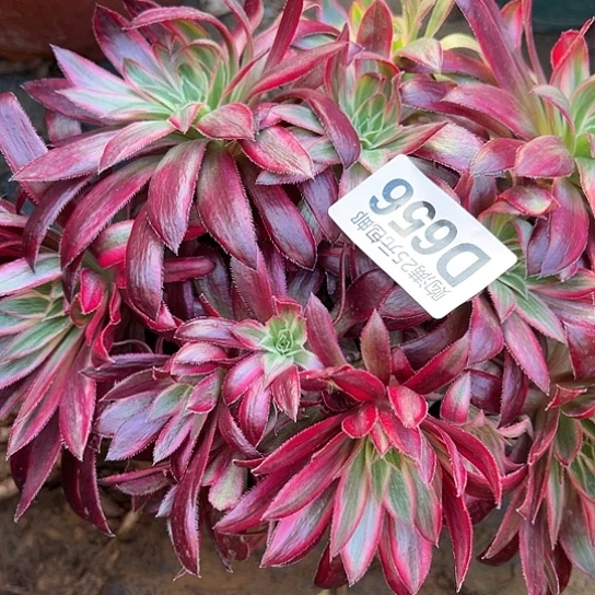 ?*7多肉植物一个