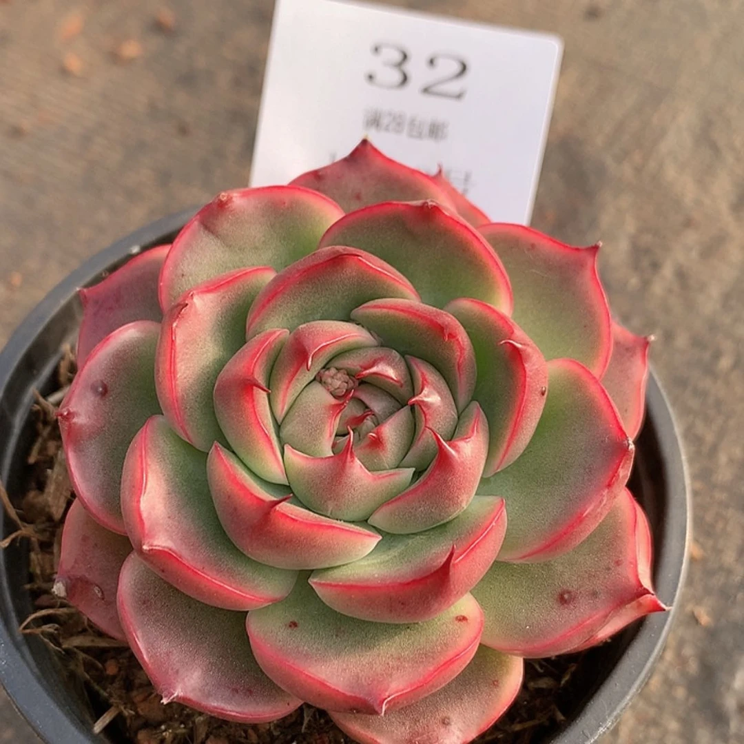 【闪购商品】云32号