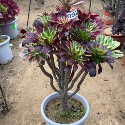 092嫁接多品种134567788