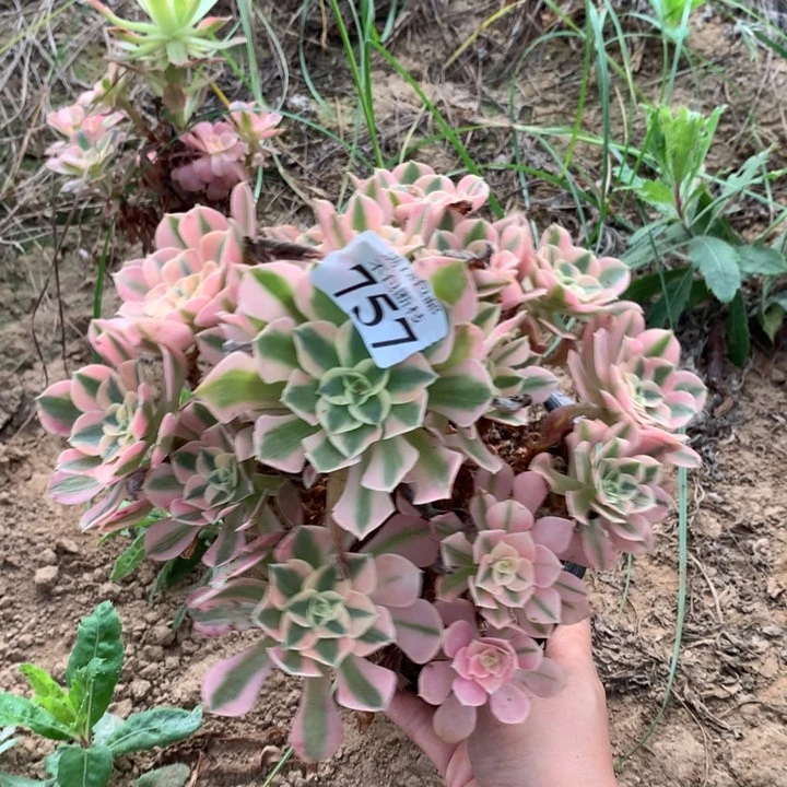 757粉女巫手捧4号东